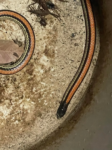 Hawkbeak Blackhead