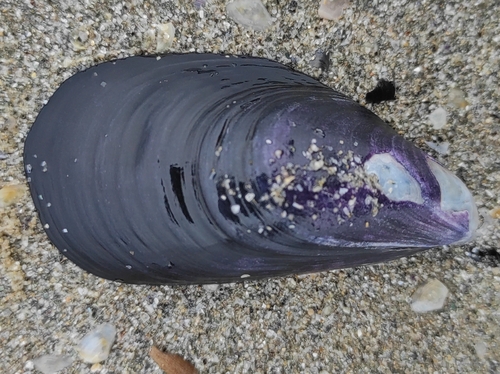 Mediterranean Mussel