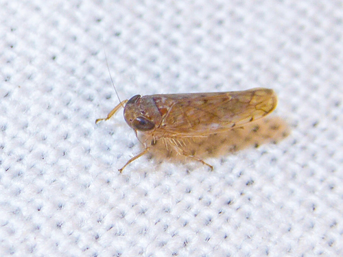 Thamnophryne nysias, 2025-02-07