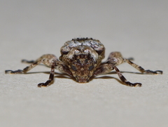 Leptostylus albicinctus