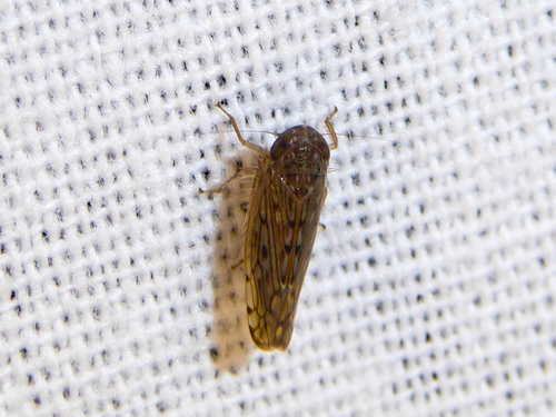 Thamnophryne nysias, 2025-02-07