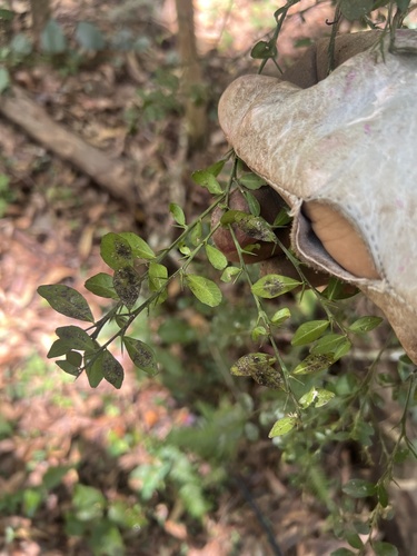 Foto de Finger lime