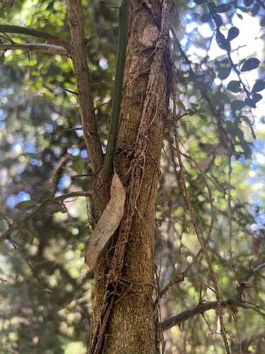 Foto de Finger lime