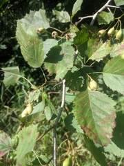 Crataegus holmesiana
