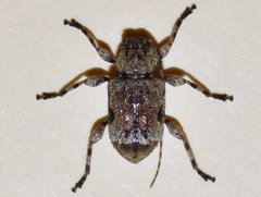 Leptostylus albicinctus