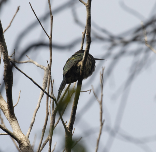 Bronzy Jacamar (Galbula leucogastra), photo 9