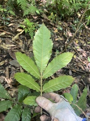 Davidsonia jerseyana, photograph (c) Lucas Christofides, some rights reserved (CC BY)