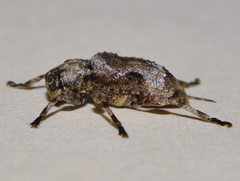 Leptostylus albicinctus