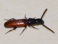 Taphroscelidia linearis