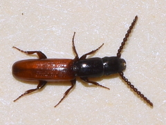 Taphroscelidia linearis