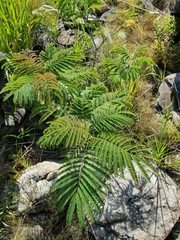 Paraserianthes