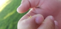 Araneae