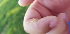 Araneae