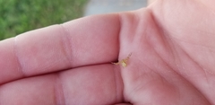 Araneae