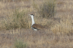 Great Indian Bustard photo 5