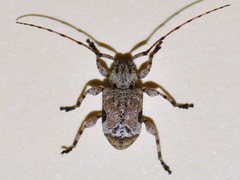 Leptostylus albicinctus