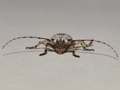 Leptostylus albicinctus