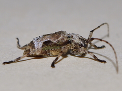 Leptostylus albicinctus