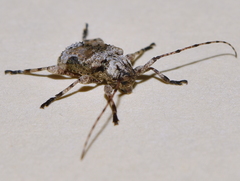 Leptostylus albicinctus