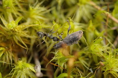 Brachyderes incanus