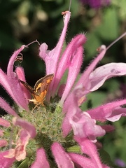 Pyrausta aurata