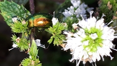 Chrysolina herbacea