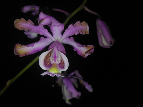 Myrmecophila grandiflora