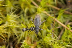Brachyderes incanus