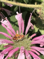 Pyrausta aurata