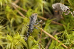 Brachyderes incanus