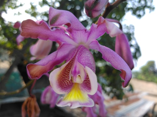 Myrmecophila grandiflora