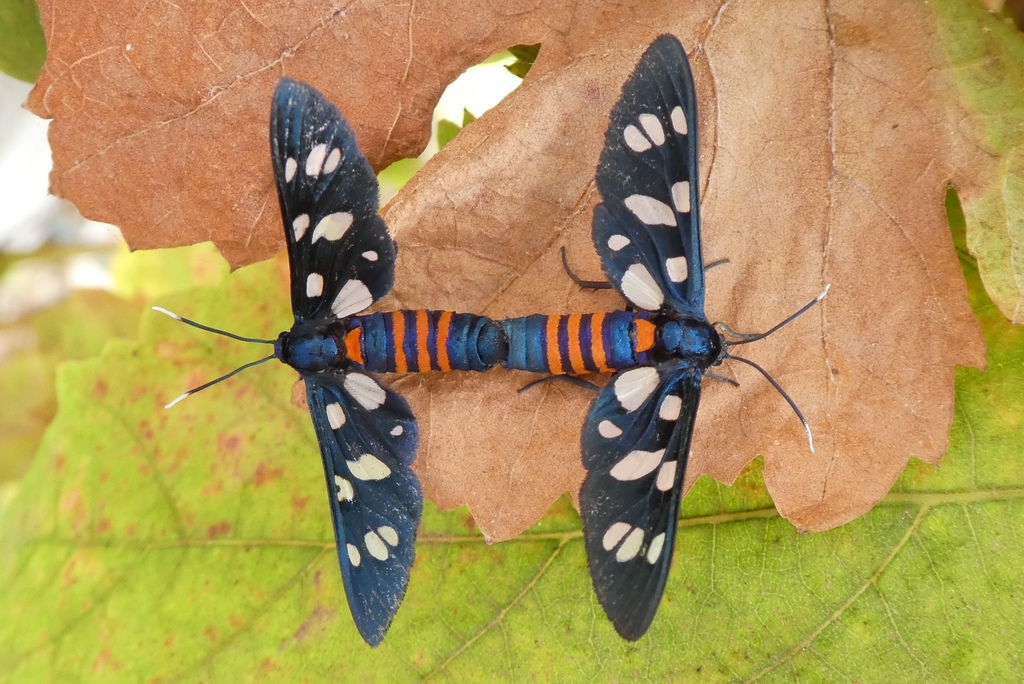 Amata mogadorensis