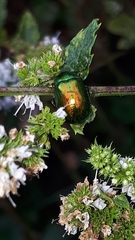 Chrysolina herbacea