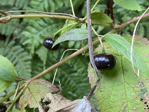 Cyclocodon lancifolius, 2025-02-10