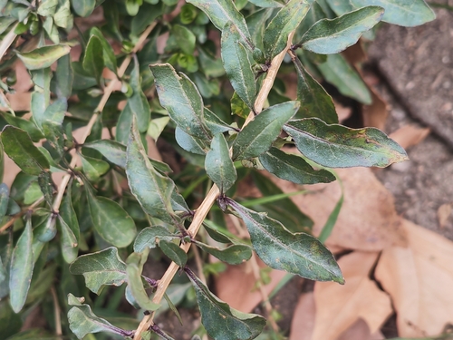 Foto de Goji