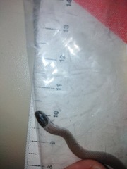 Tantilla hobartsmithi