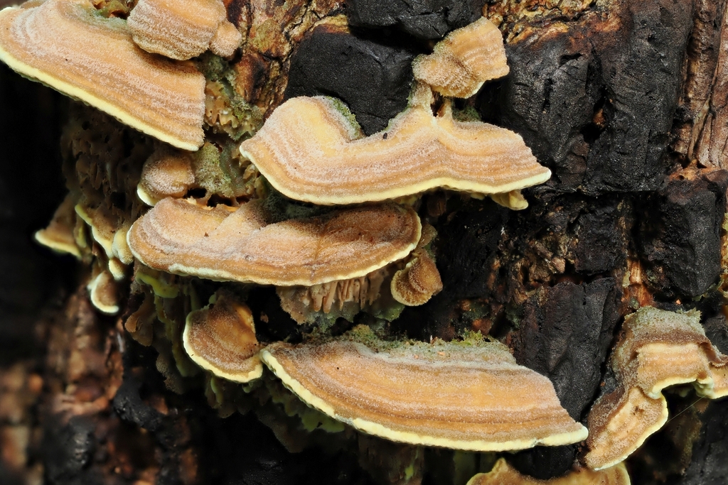 Flavodon flavus · February 2025 · photo: © goosemonk (iNaturalist, cc-by)