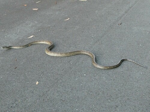 Coastal Carpet Python sighting