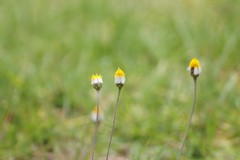 Tridax rosea