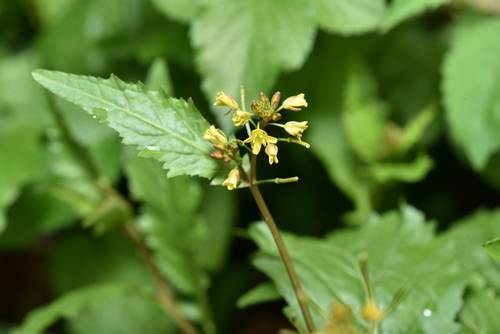 Image of Rorippa indica by (c) Yung-Lun Lin, some rights reserved (CC BY)