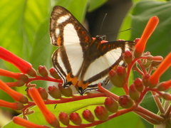 Thisbe lycorias