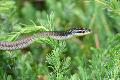 Common Tree Snake sighting
