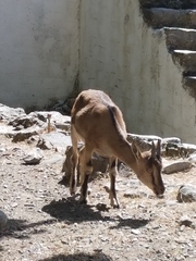 Capra hircus cretica