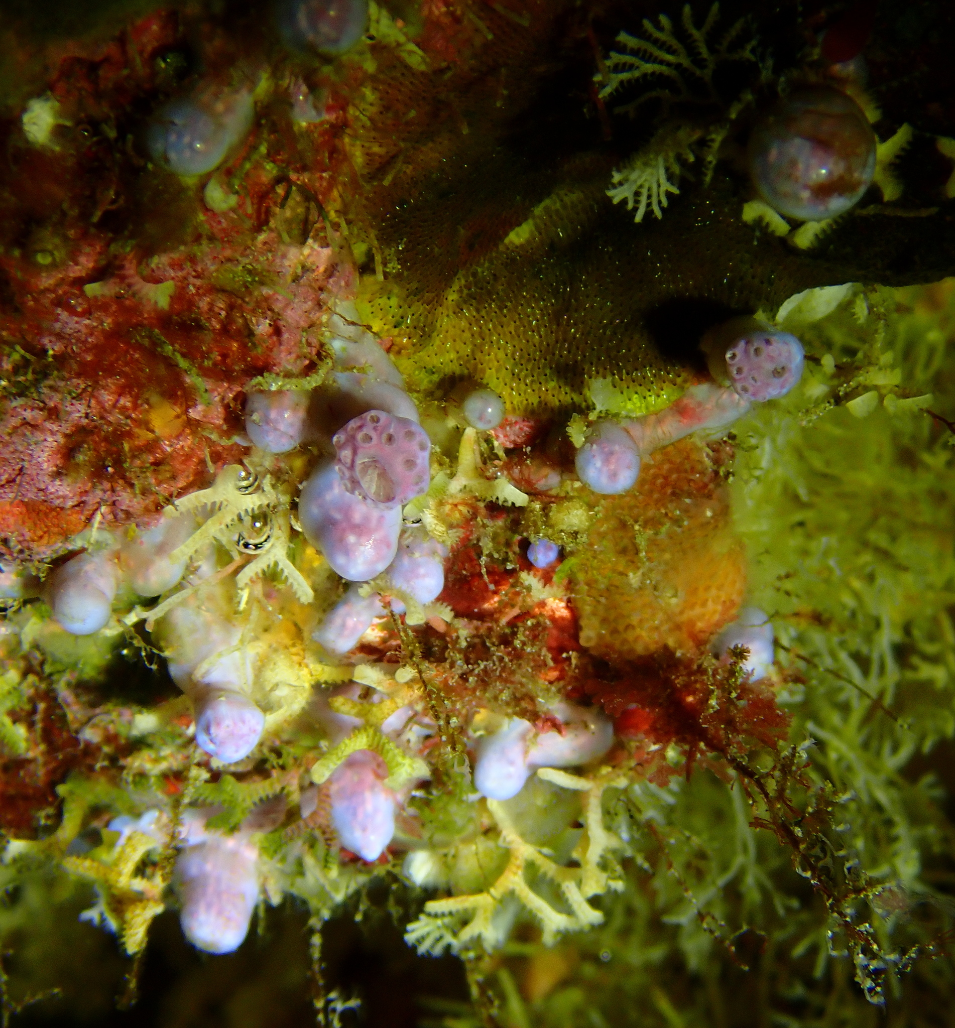 Hypsistozoa fasmeriana (Michaelsen, 1924)