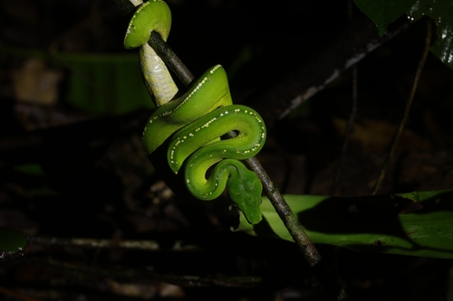 Southern Green Python sighting