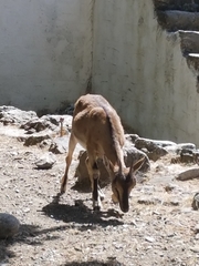 Capra hircus cretica