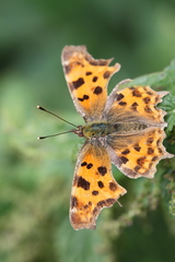 Polygonia c-album