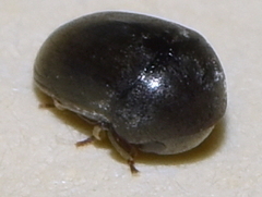 Tricorynus