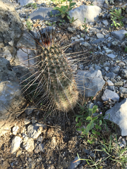 Echinocereus armatus