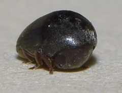 Tricorynus